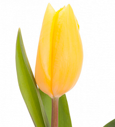 Голландский Тюльпан - соберите букет