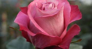 Сорт роз Moody Blues