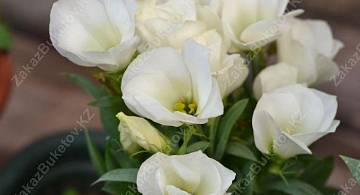 Лизиантус: символ платонической любви