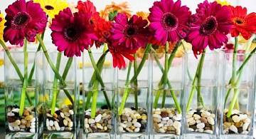 Гербера: цветок, похожий на солнечный диск