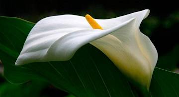 Как калла стала востребованным аристократичным цветком