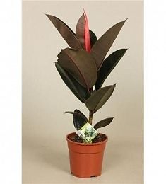 Фикус El Abidjan