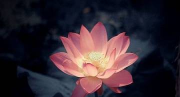 Цветочная астрология